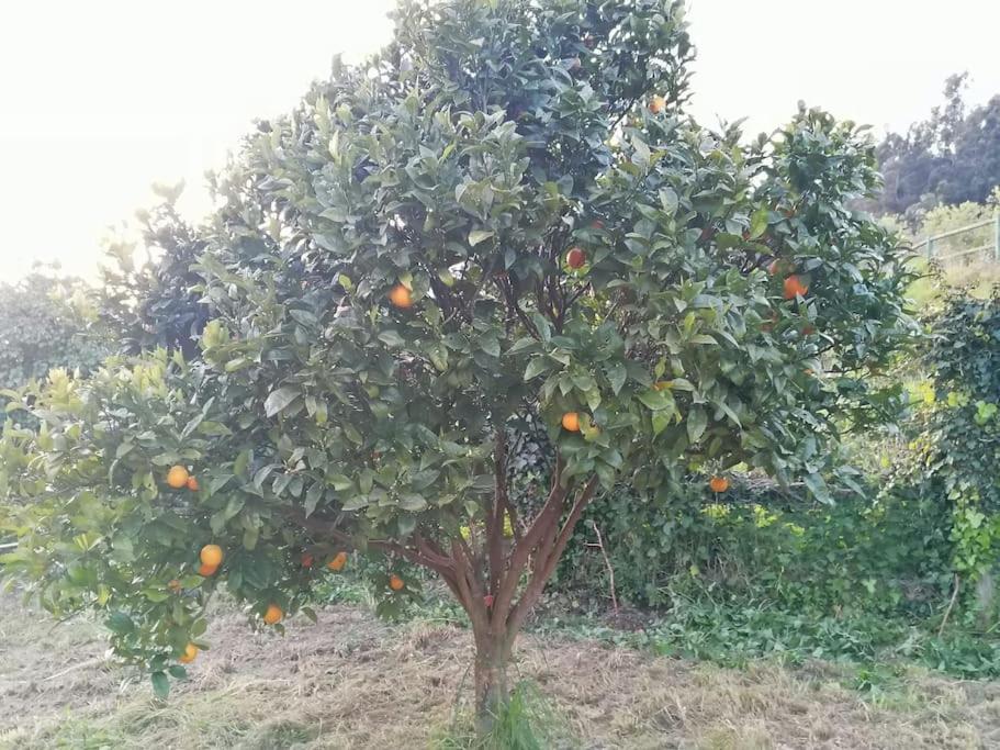 Apartamento En Casa Rural Con Amplio Jardin A 5 Min De La Playa Situacion Inmejorable La Riera  외부 사진